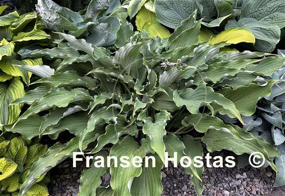 Hosta Holar Wild Side